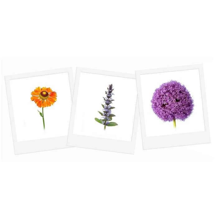 Tranquil Flower - Grow Your Own Herb Garden Kit - 3 Beautiful Flowers to Grow 2 Tranquil Flower - Grow Your Own Herb Garden Kit - 3 Beautiful Flowers to Grow - Image 2