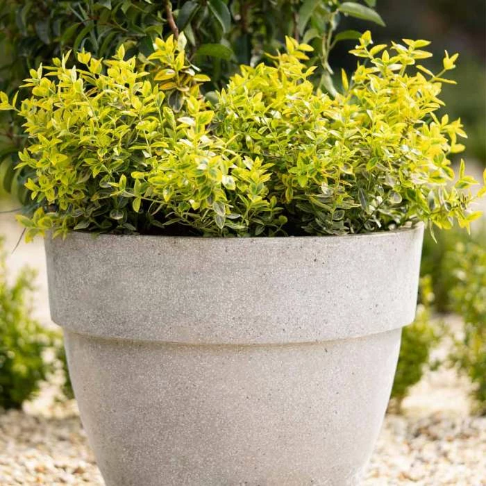 Round 44cm Handmade Fiberstone Rimmed Planter in Grey - Exclusive to Primrose 2 Round 44cm Handmade Fiberstone Rimmed Planter in Grey - Exclusive to Primrose - Image 2