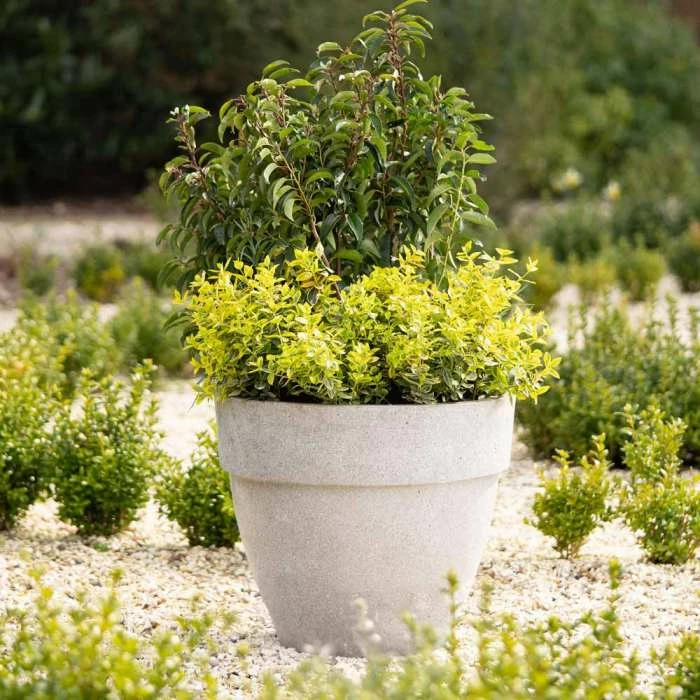 Round 44cm Handmade Fiberstone Rimmed Planter in Grey - Exclusive to Primrose 1 Round 44cm Handmade Fiberstone Rimmed Planter in Grey - Exclusive to Primrose
