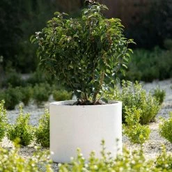 Cylinder 55cm Handmade Fiberstone Planter in White - Exclusive to Primrose