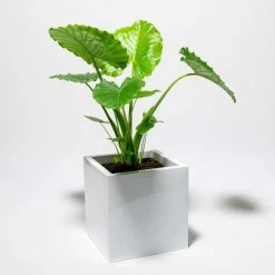 60cm Cube Zinc White Gloss Dipped Galvanised Planter -Outdoor PLANTERS Shop PP40762 add image 4 38cf
