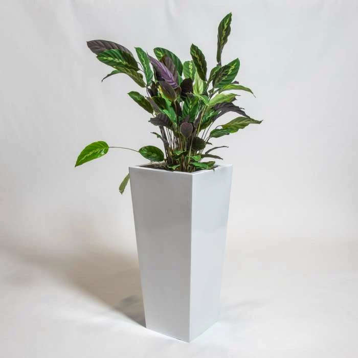75cm White Gloss Polystone Tall Flared Planter 1 75cm White Gloss Polystone Tall Flared Planter