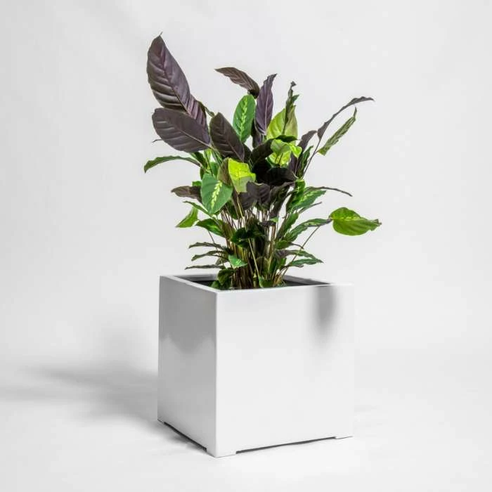 50cm White Gloss Polystone Cube Planter 3 50cm White Gloss Polystone Cube Planter - Image 3