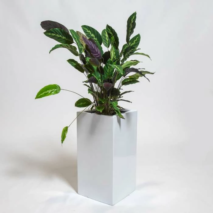 80cm White Gloss Polystone Tall Cubic Planter 1 80cm White Gloss Polystone Tall Cubic Planter