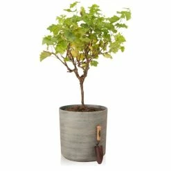 H43cm Cortina Stone Cylinder Planter - By Primrose™ -Outdoor PLANTERS Shop PP7783 add image 2 40ff