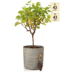 H43cm Cortina Stone Cylinder Planter - By Primrose™ -Outdoor PLANTERS Shop PP7783 main image 02ac