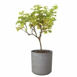 H43cm Volcanic Grey Cylinder Planter - By Primrose™ -Outdoor PLANTERS Shop PP7784 add image 2 9a4d