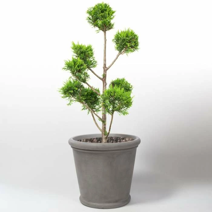 50cm Classic Rim Concrete Round Planter - Medium 3 50cm Classic Rim Concrete Round Planter - Medium - Image 3