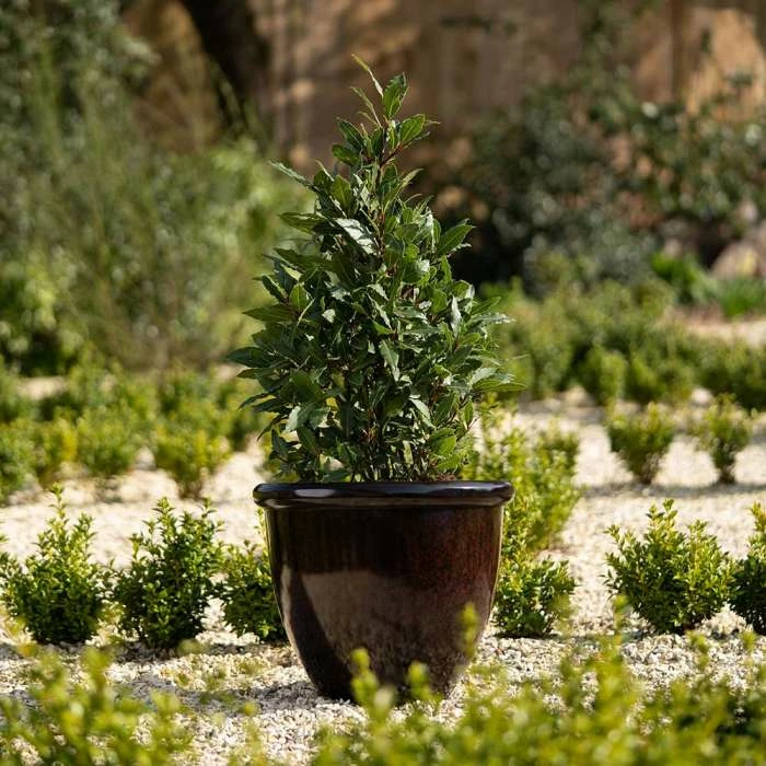 54cm Round Planter in Burgundy 2 54cm Round Planter in Burgundy - Image 2